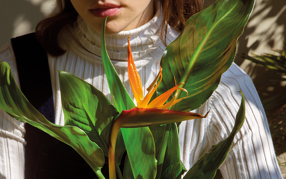 το-πουλί-του-παραδείσου-561566047