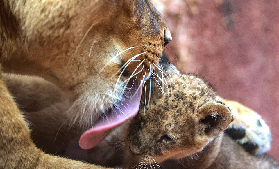 Ντεμπιτάντ
