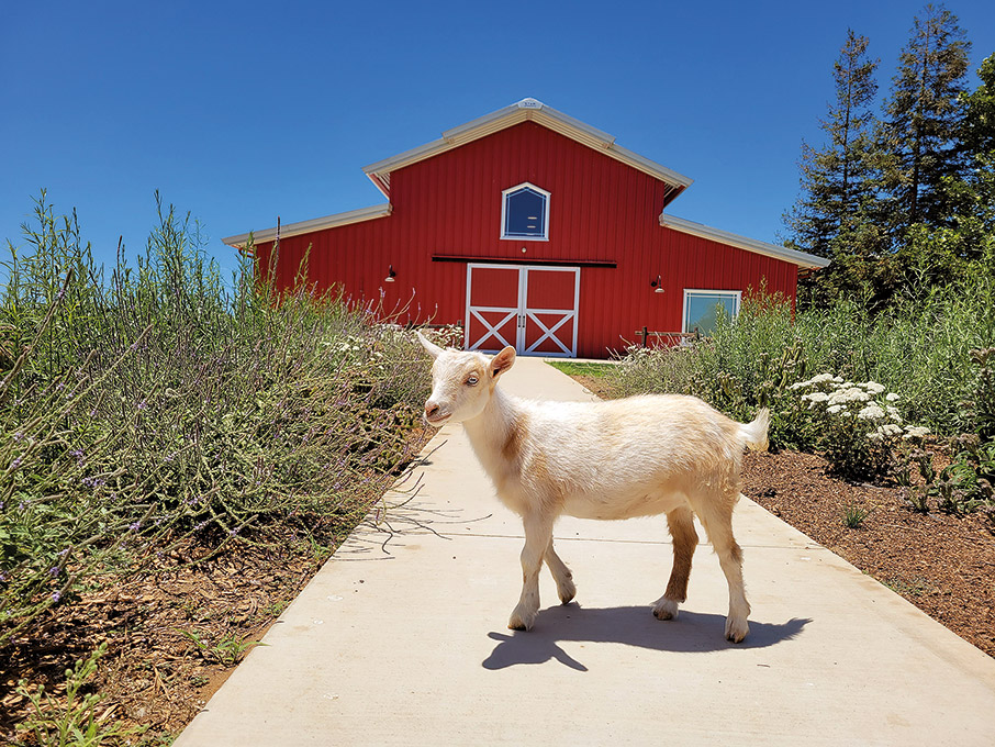 Οινοποιεία ή resorts;-2