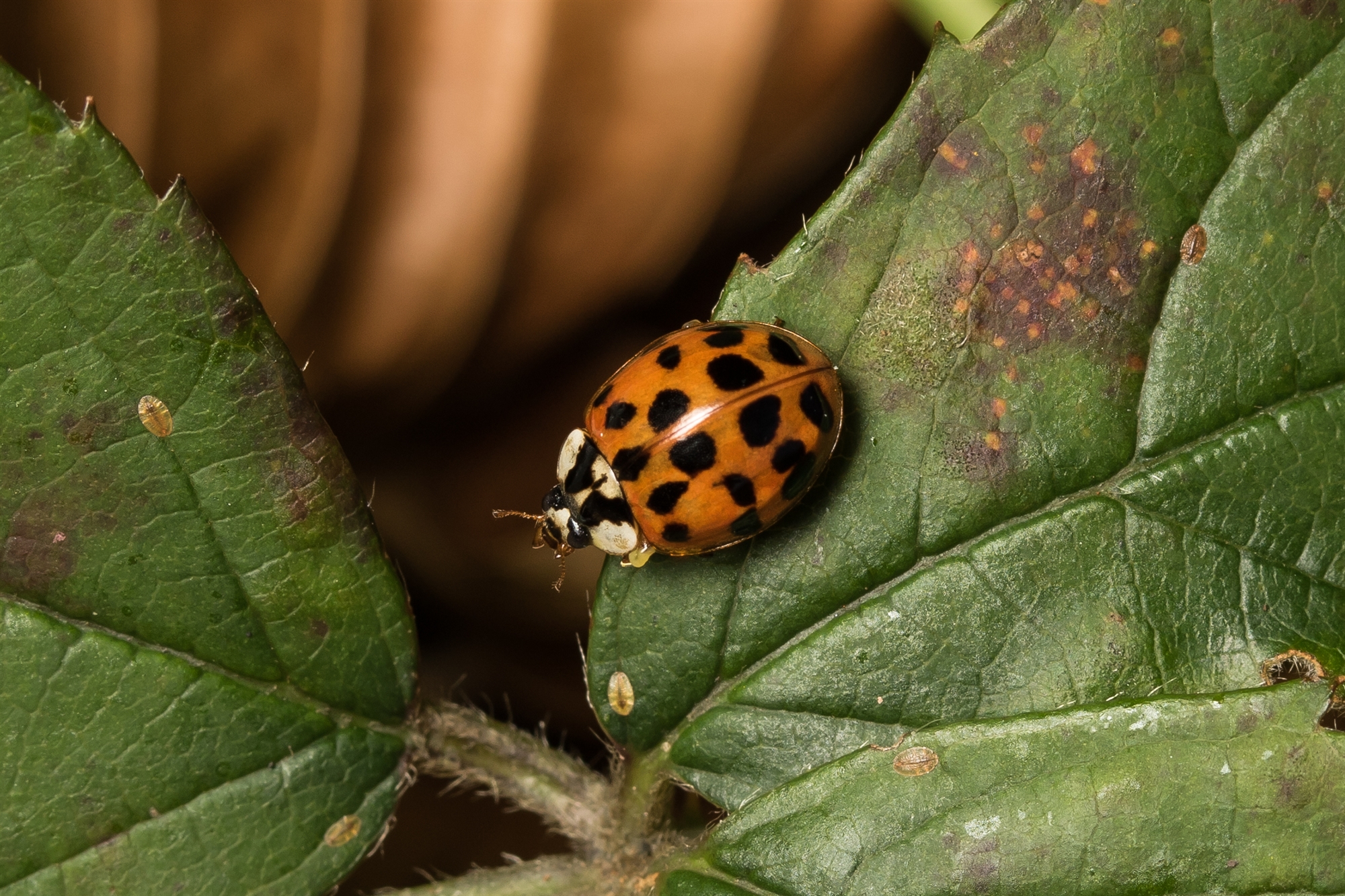 «Εισαγόμενα» έντομα απειλούν τη βιοποικιλότητα-1