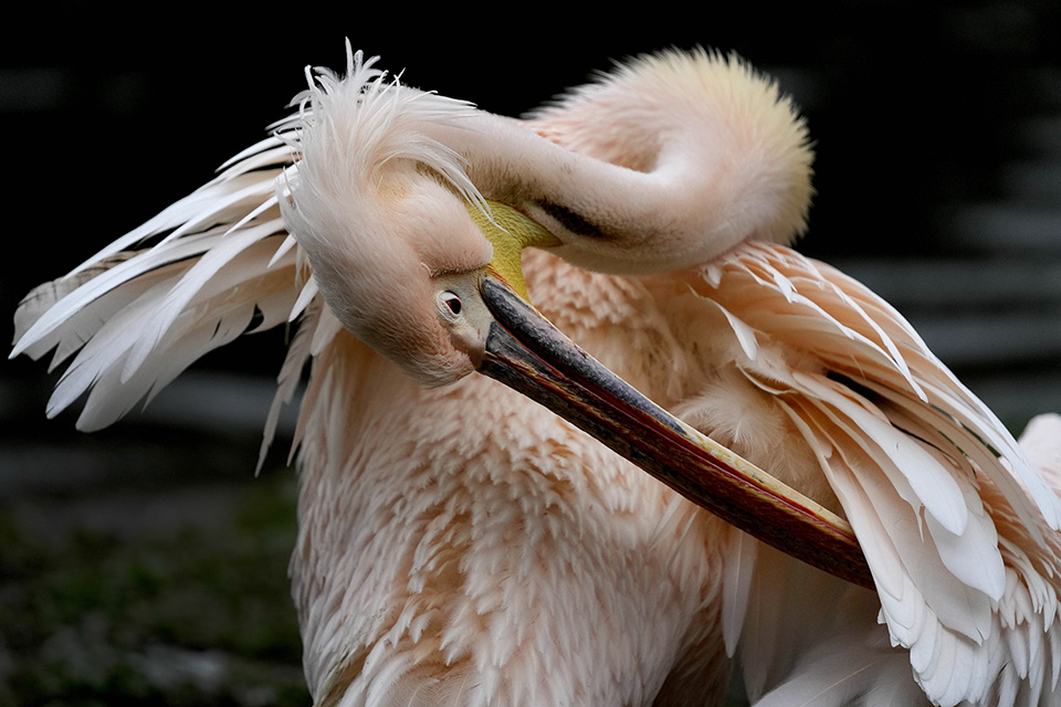 Ρώσος απόγονος