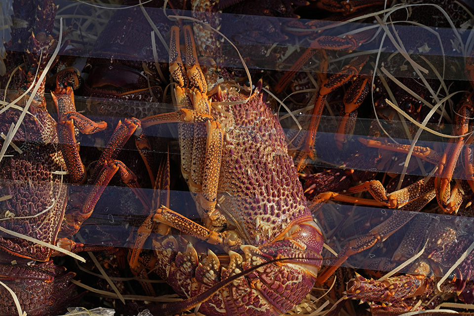  Καβγάς για τον αστακό