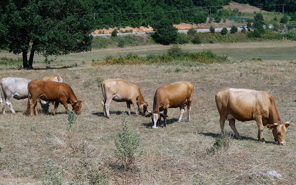 λύση-σε-χρόνια-προβλήματα-στην-κτηνοτ-561591715
