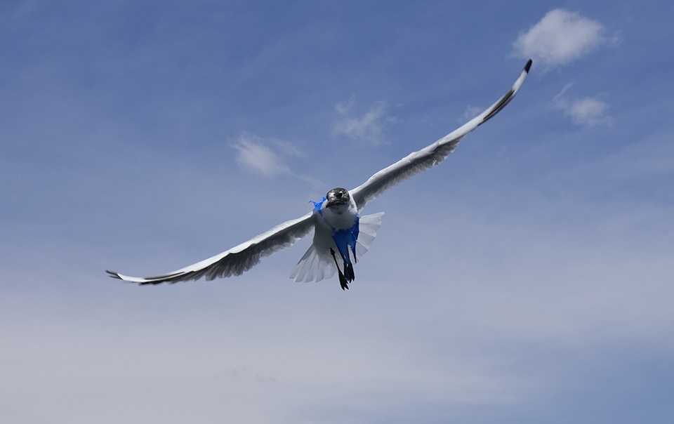 Μπλε γλάρος