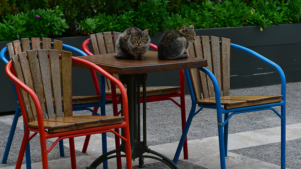 Κλειστή εστίαση