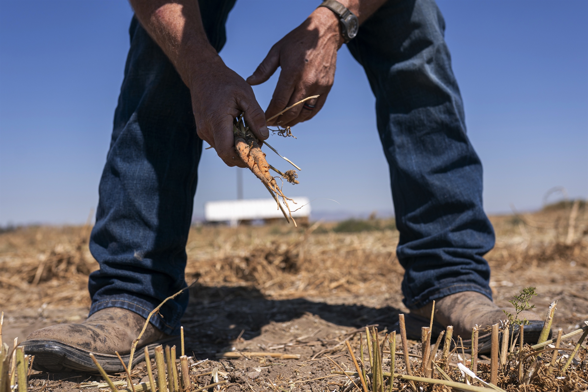 καμπανάκι-fao-ότι-ο-λοιμός-φέρνει-λιμό-561594406