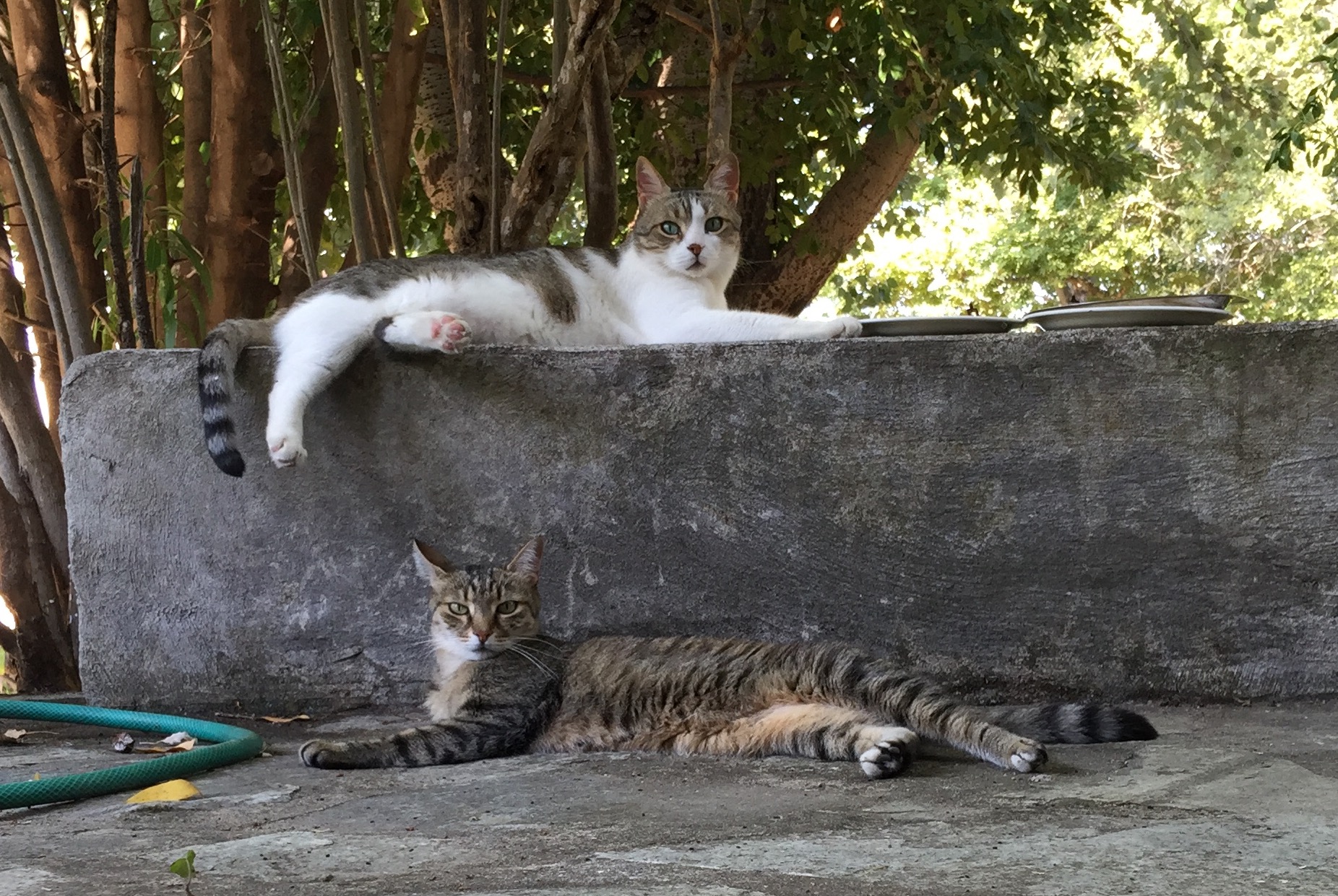 τα-σκυλιά-είναι-παιδιά-οι-γάτες-έφηβοι-561595903