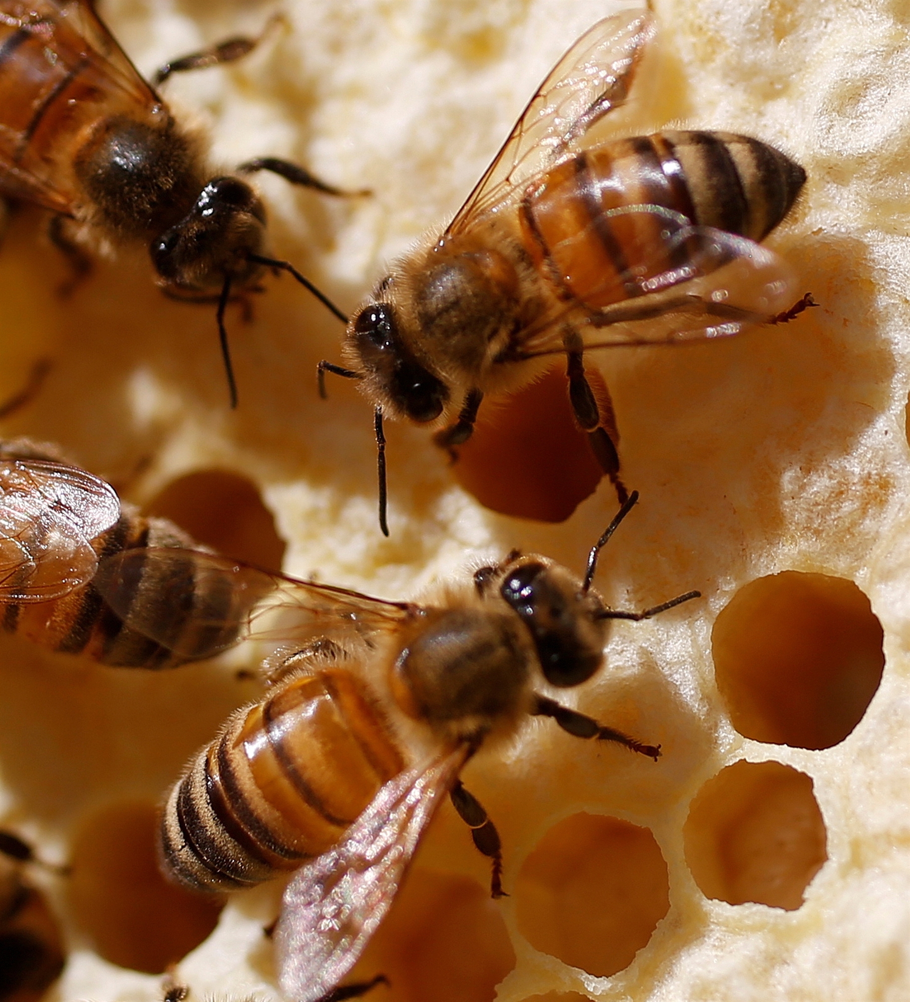 απαγορευμένα-παρασιτοκτόνα-εξάγει-η-561592843