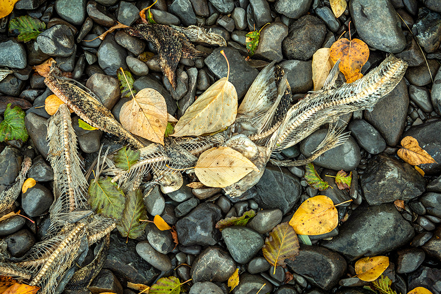 Φθινοπωρινό road trip στην Αλάσκα-10