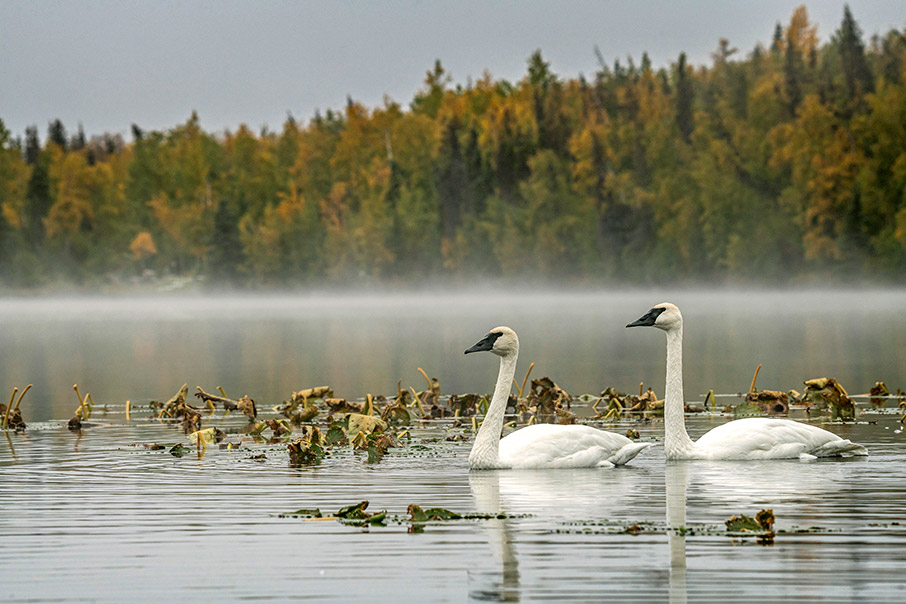 Φθινοπωρινό road trip στην Αλάσκα-8