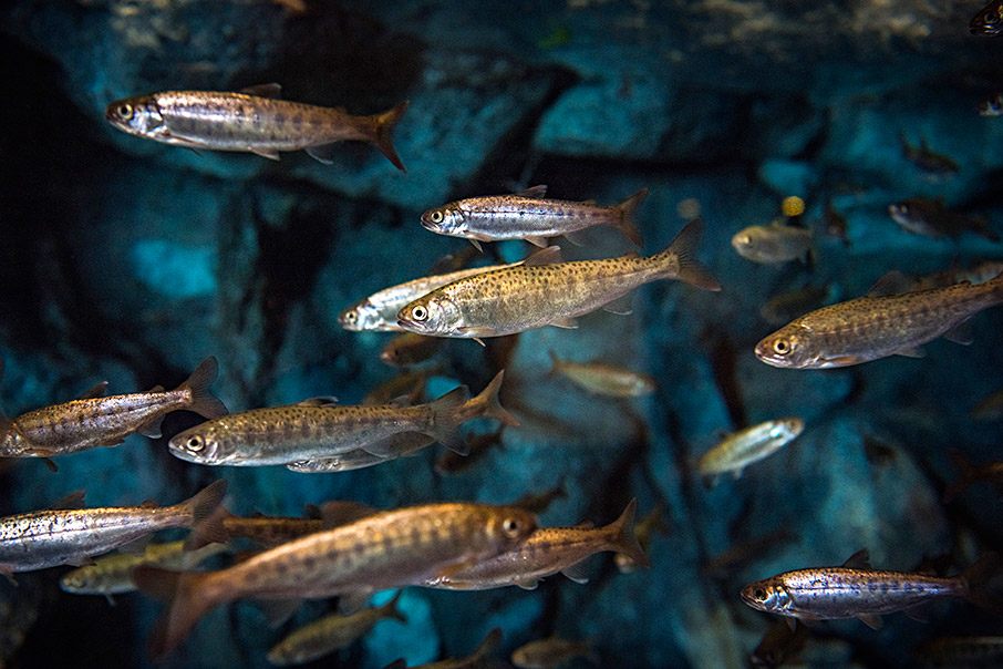 Φθινοπωρινό road trip στην Αλάσκα-2