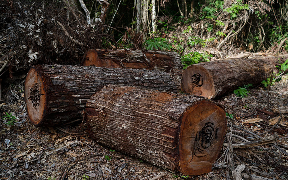 Βραζιλία: Αύξηση 22% της αποψίλωσης του Αμαζονίου – Η μεγαλύτερη εδώ και 15 χρόνια-2
