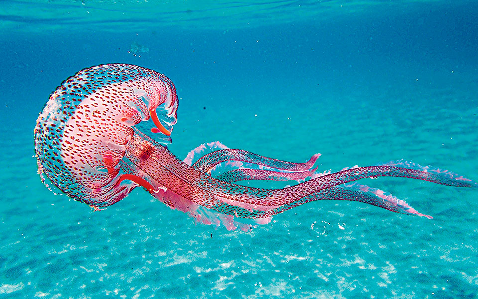 Οι μωβ μέδουσες κάνουν «απόβαση» σε νησιά των Κυκλάδων-1