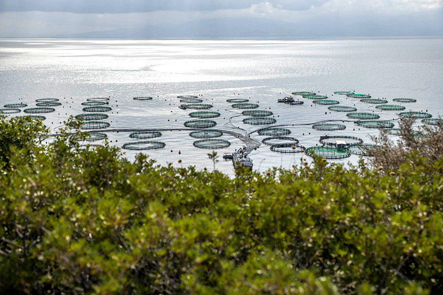 Τελικά, τί ψάρια πιάνουμε; Αλήθειες & ψέμματα γύρω από τις ιχθυοκαλλιέργειες-1