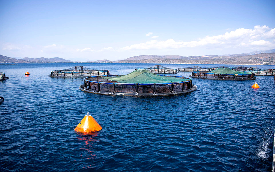 τελικά-τί-ψάρια-πιάνουμε-αλήθειες-ψέ-561608851