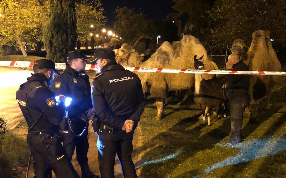 ισπανία-οκτώ-καμήλες-και-ένα-λάμα-στου-561572917