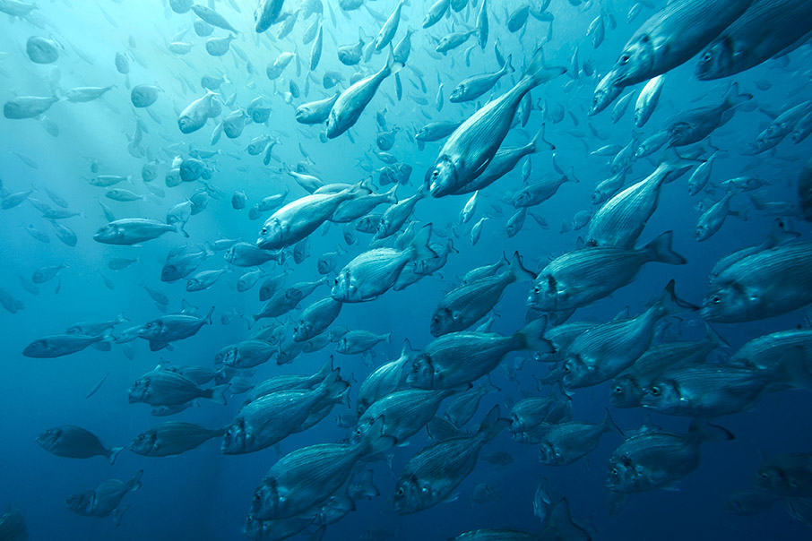 Τελικά, τί ψάρια πιάνουμε; Αλήθειες & ψέμματα γύρω από τις ιχθυοκαλλιέργειες-3