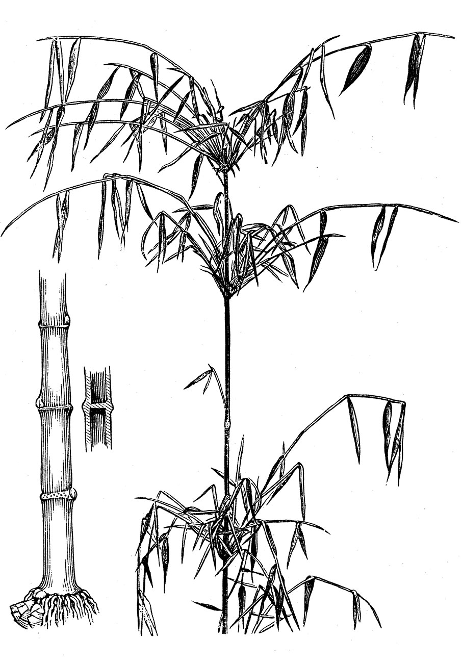 Αδάμαστο μπαμπού-1