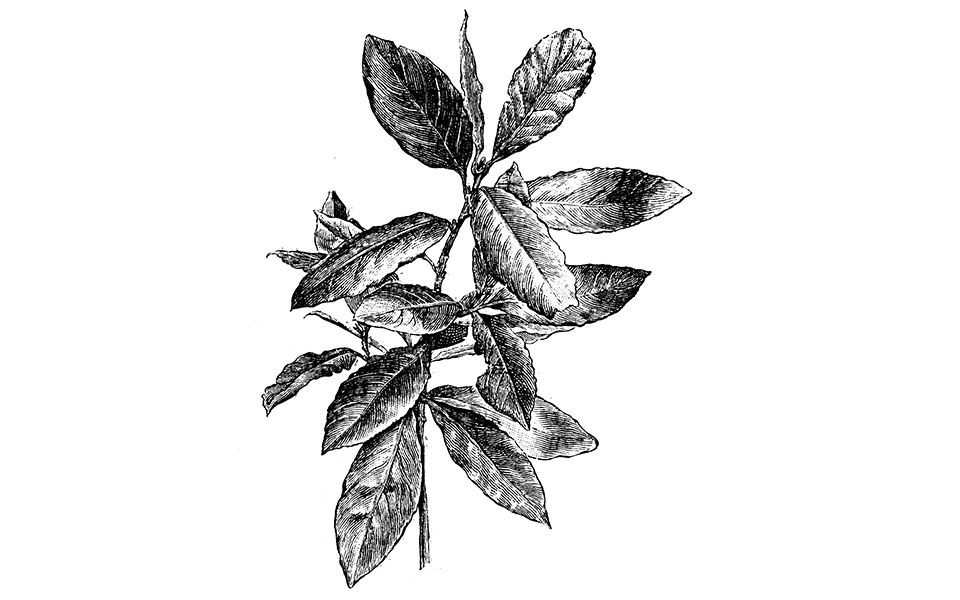 Δάφνη της δόξας & των δοξασιών-1