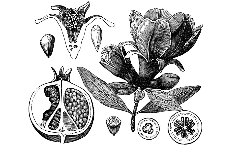 Το δέντρο της ελπίδας-1