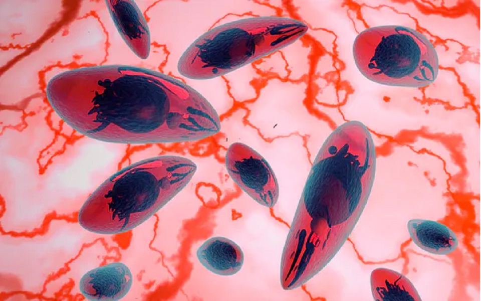 το-παράσιτο-στα-λύματα-γάτας-που-μπορε-561570949