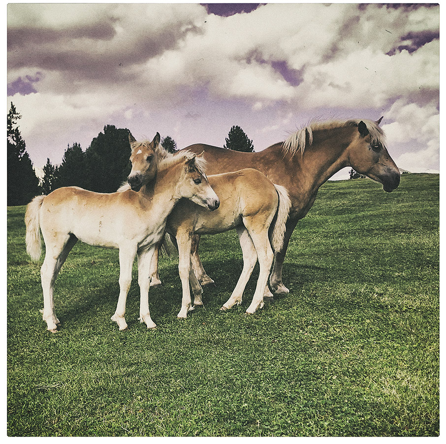 Χαμένοι στη μετάφραση, στους Δολομίτες-3