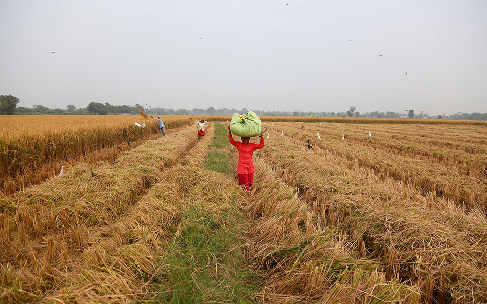 οι-ινδοί-αγρότες-νίκησαν-τον-ναρέντρα-561596026