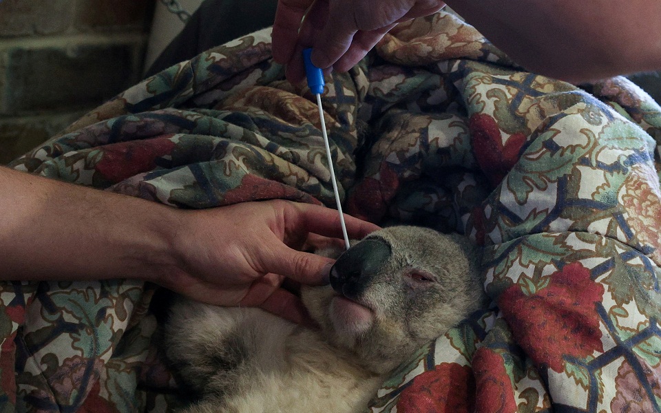 αυστραλία-η-πανδημία-που-απειλεί-άμεσ-561575917