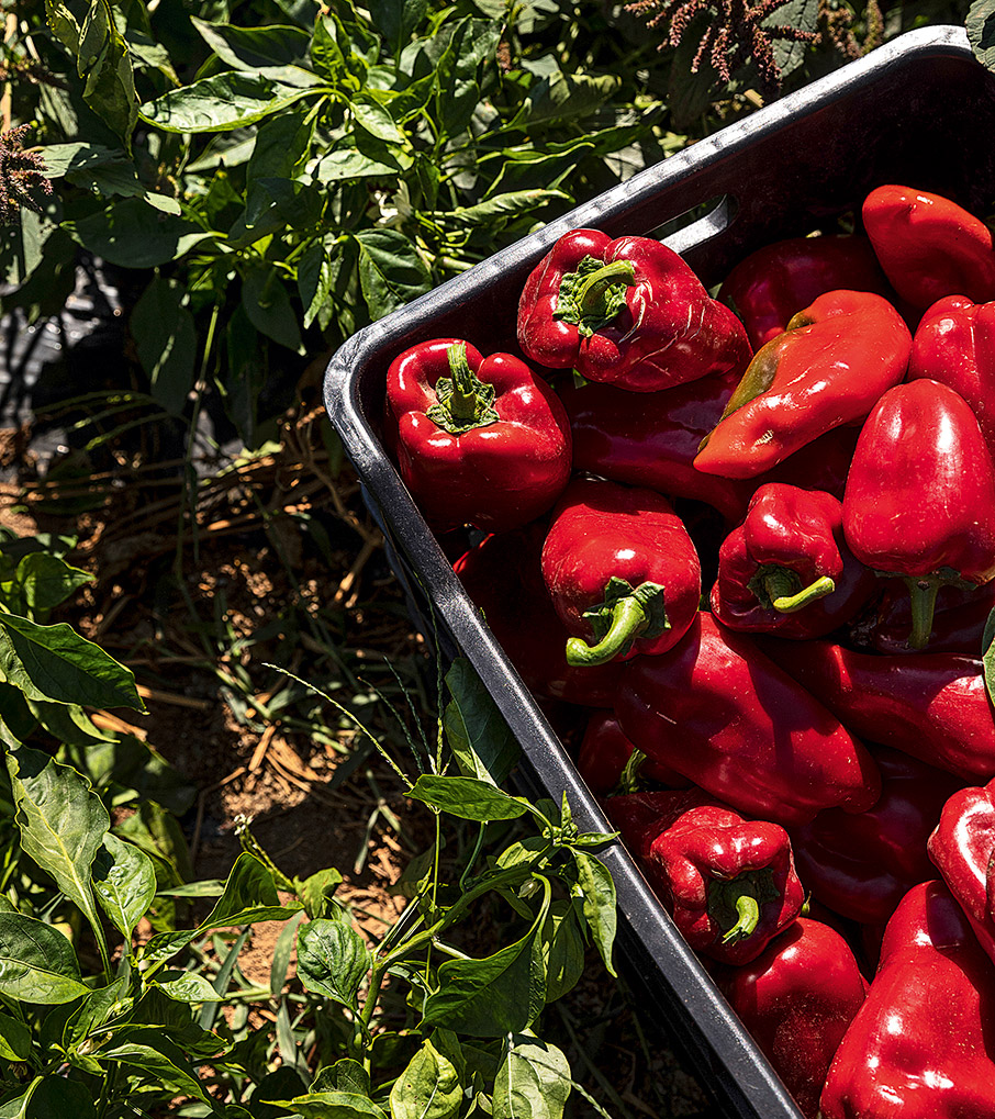 Αμύνταιο – Νάουσα: Ιστορίες από Ξινόμαυρο-4