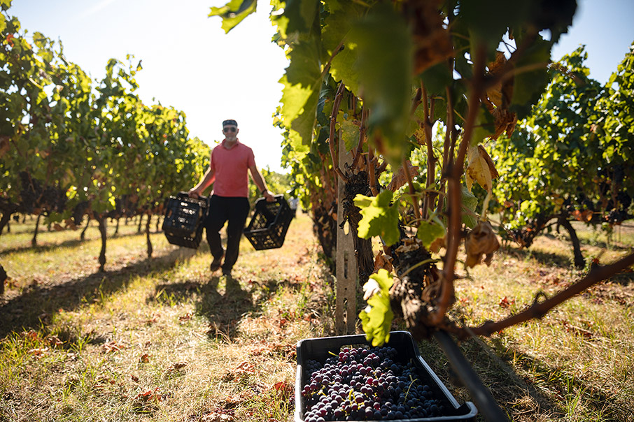 Αμύνταιο – Νάουσα: Ιστορίες από Ξινόμαυρο-14
