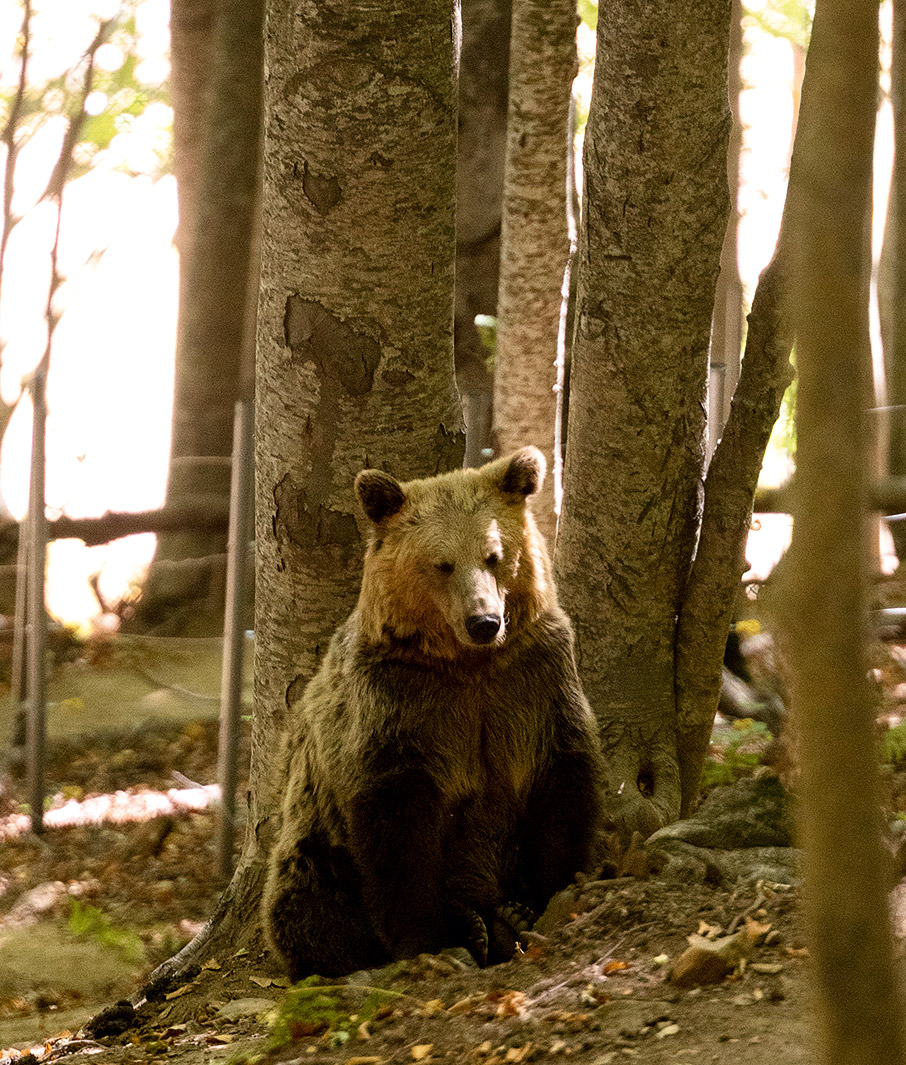 Αμύνταιο – Νάουσα: Ιστορίες από Ξινόμαυρο-12
