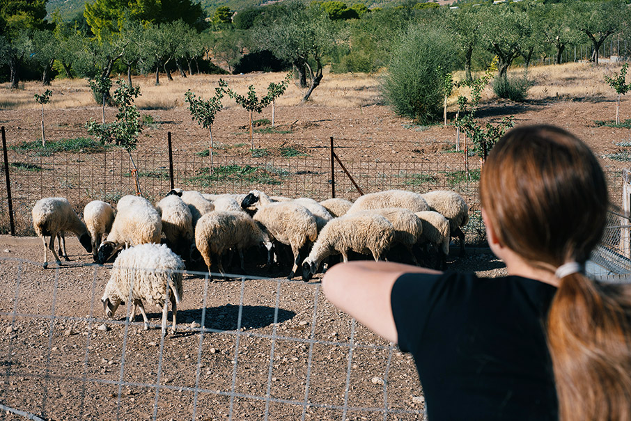 Μία μέρα στο αγρόκτημα-4