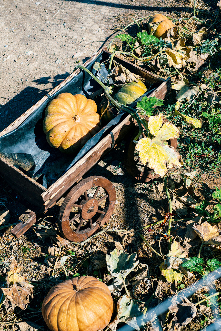 Μία μέρα στο αγρόκτημα-3