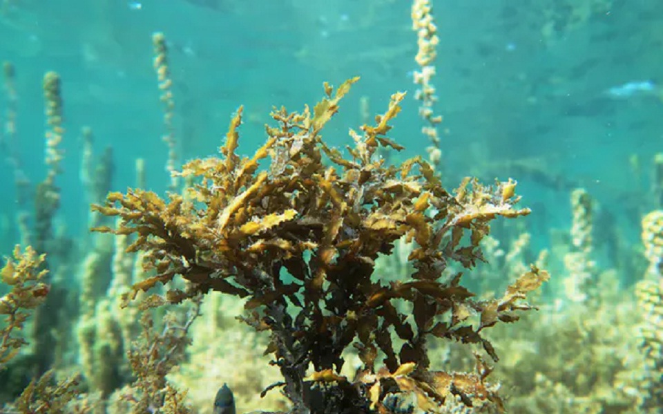 Φάρμακο για τον κορωνοϊό: Η ελπίδα αναδύεται από τα βάθη της θάλασσας-1