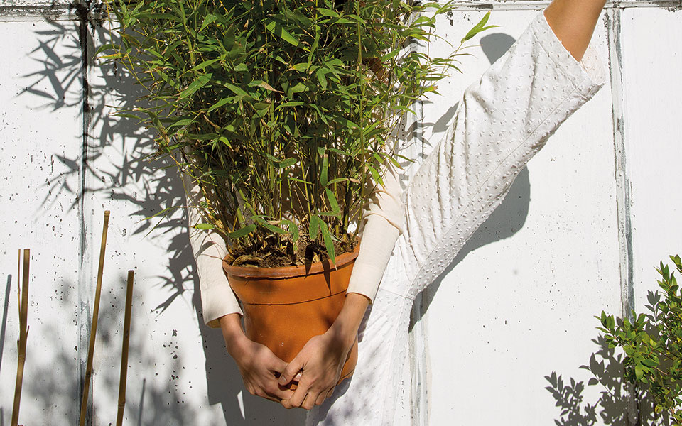 αδάμαστο-μπαμπού-561588652