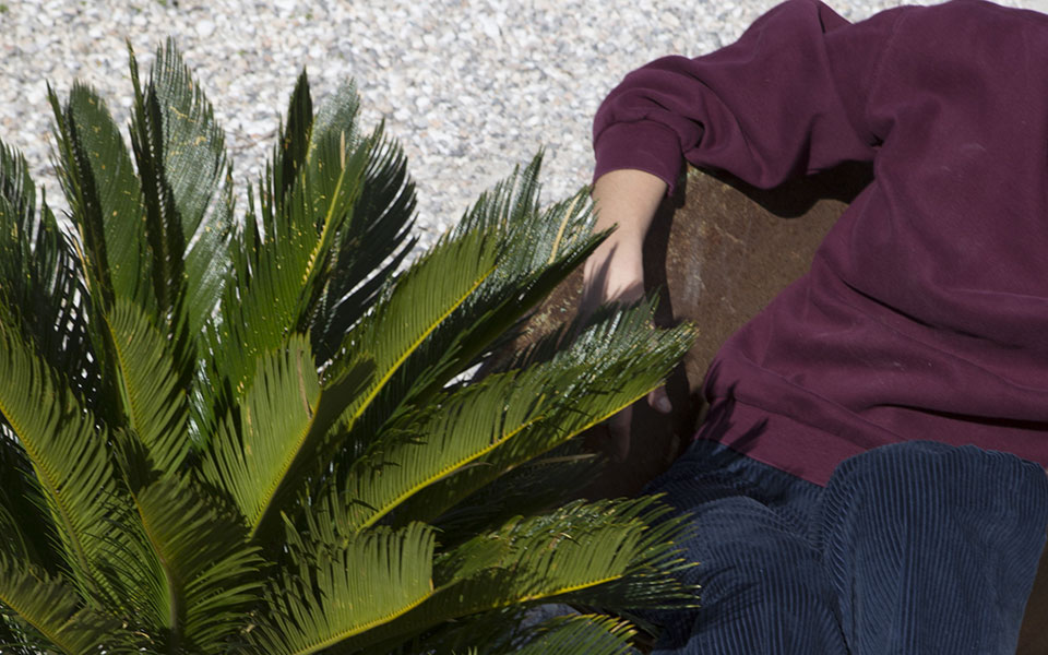 η-τροφή-των-δεινοσαύρων-561608917