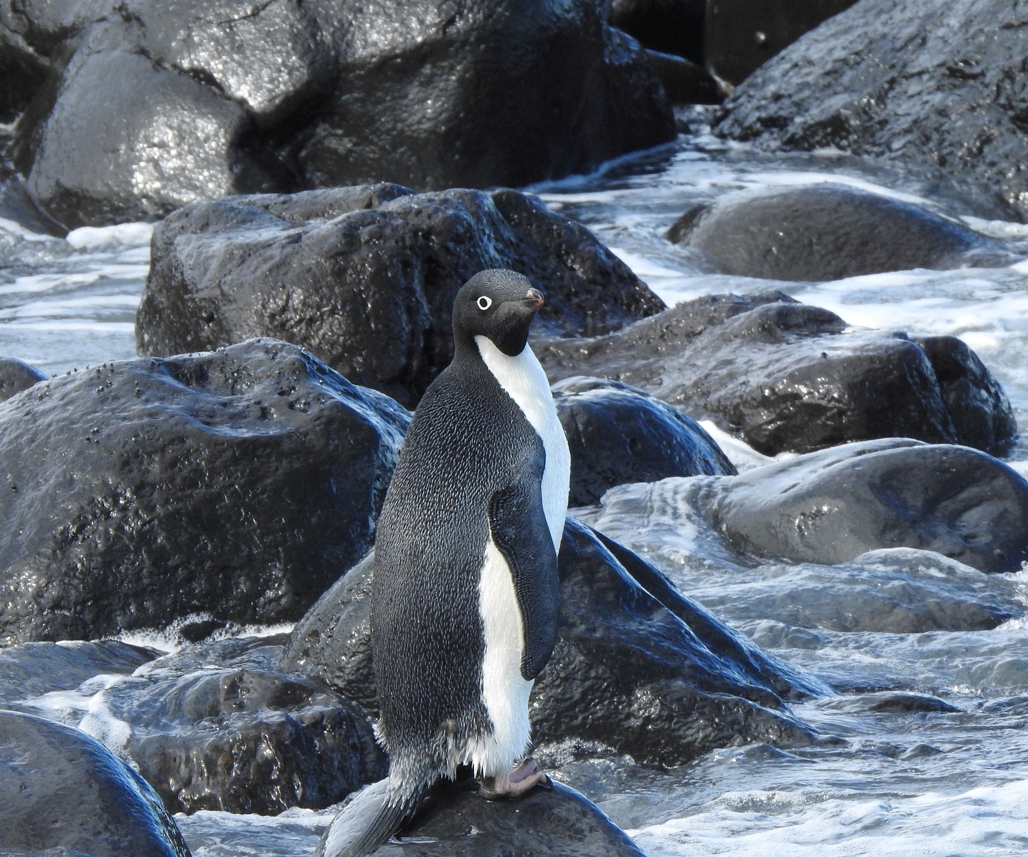 πέθανε-ο-σφεν-ο-διάσημος-γκέι-πιγκουίν-561583960