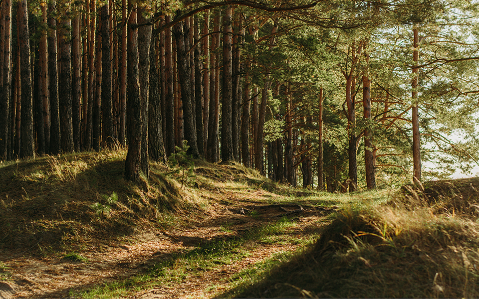 δασωμένοι-αγροί-με-έξυπνες-καλλιέργ-561585814