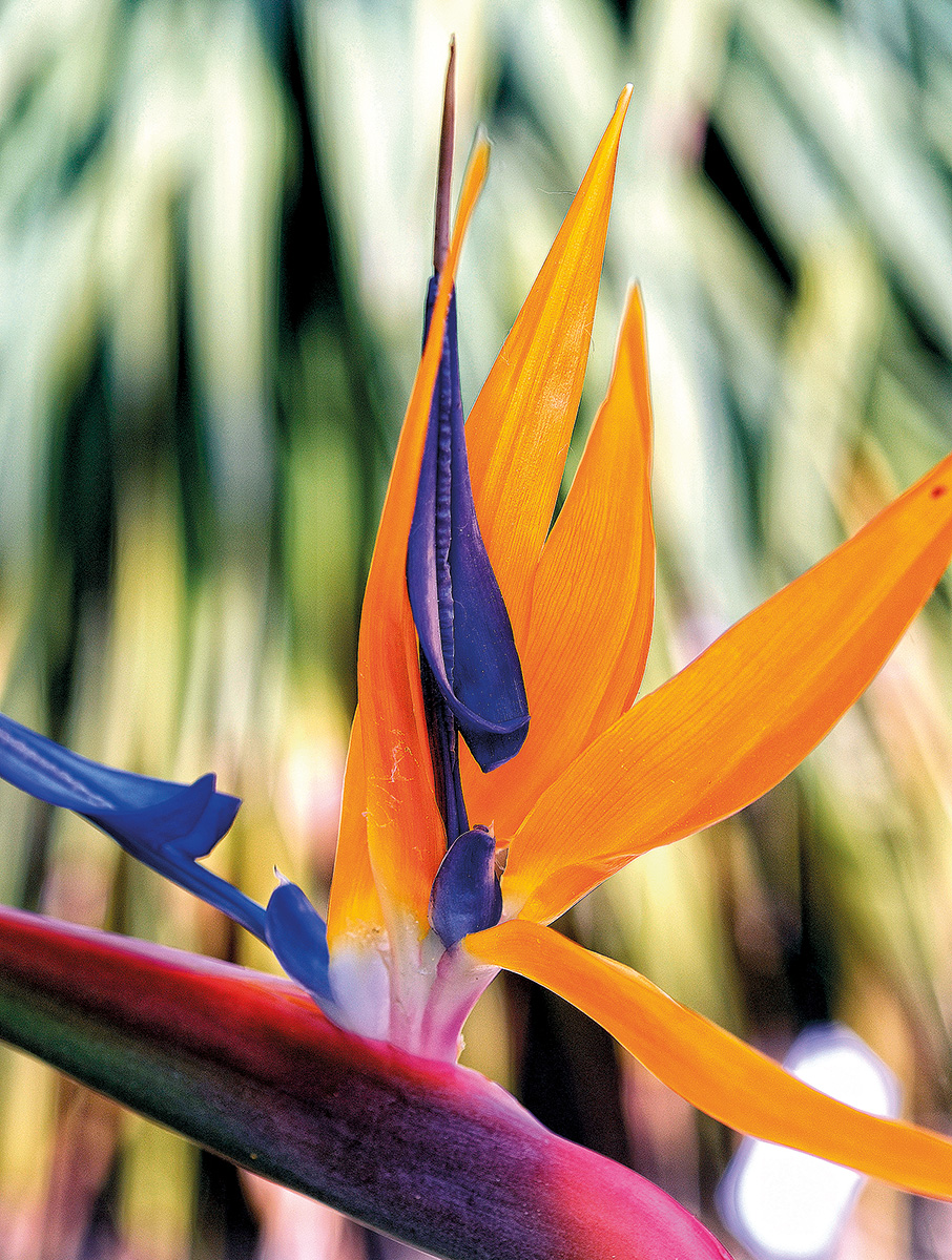 Το πουλί του Παραδείσου-1