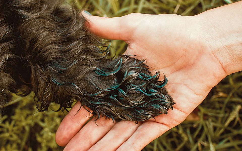 εσείς-ξέρετε-τι-είναι-η-ζωοφιλοζωία-561578383