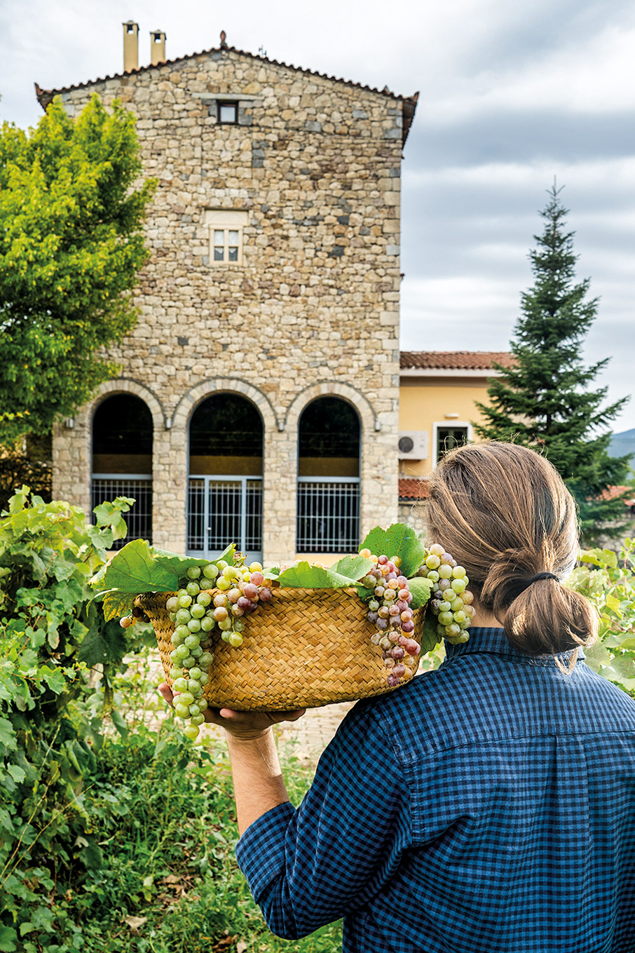 Αρκαδία: Με τα αρώματα του Μοσχοφίλερου-4