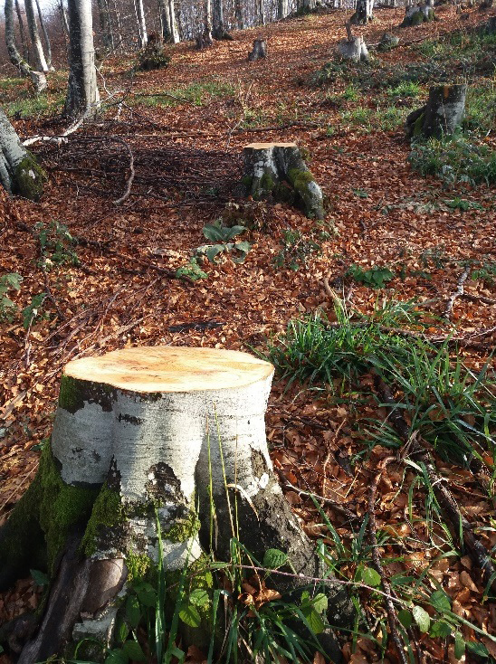 Η «μαφία του ξύλου» πληγώνει τα βουνά του Κιλκίς – Κυνηγητό με τους δασοφύλακες στα σύνορα-1