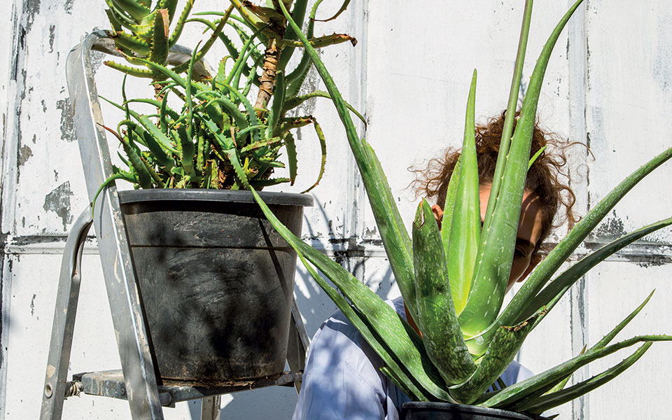 η-θαυματουργή-αλόη-561617605