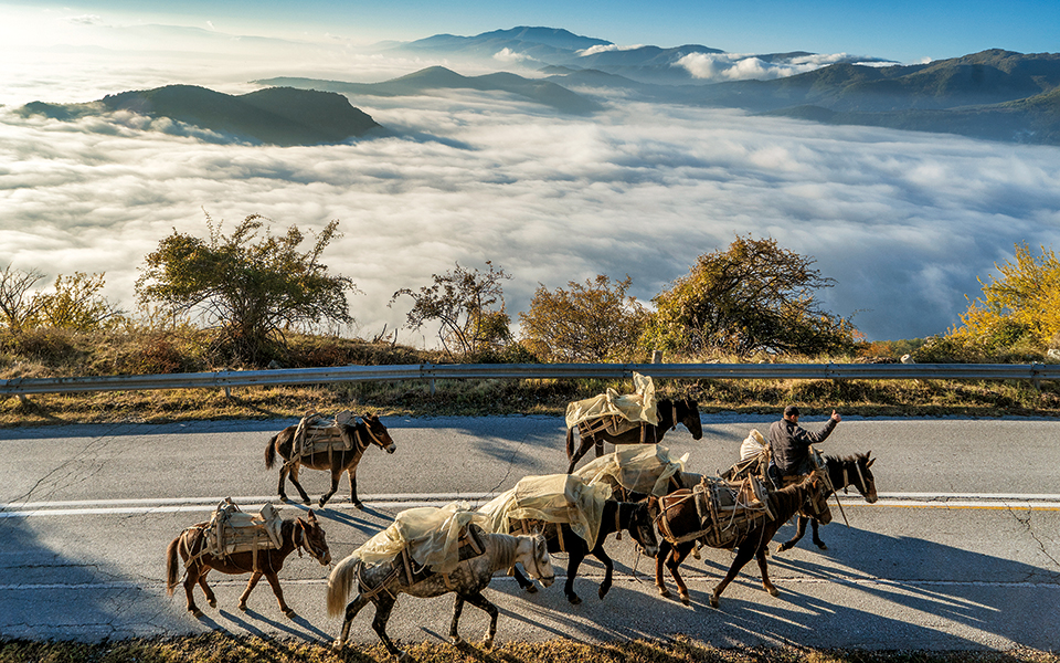 nυμφαίο-μαζί-με-την-άγρια-ζωή-561651874