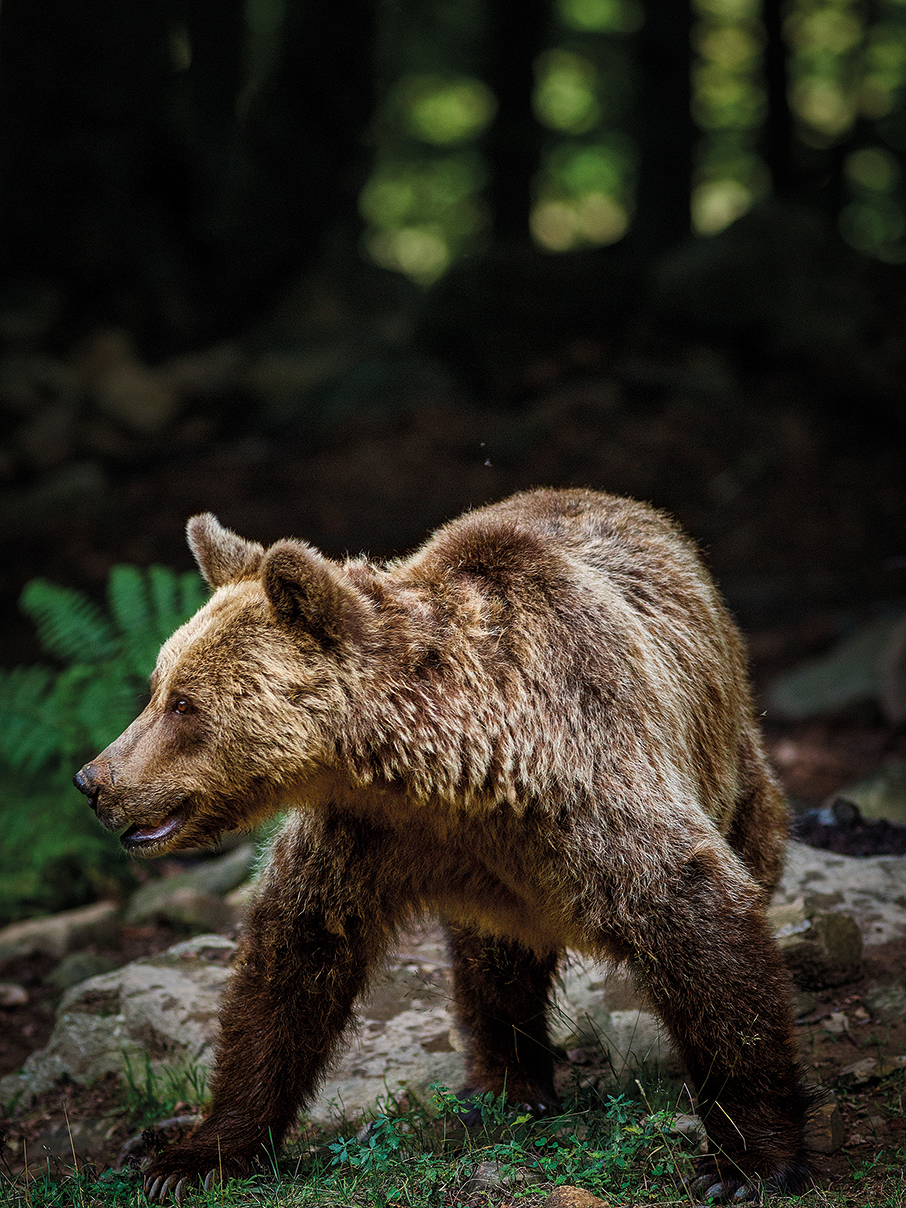 Nυμφαίο: Μαζί με την άγρια ζωή-2