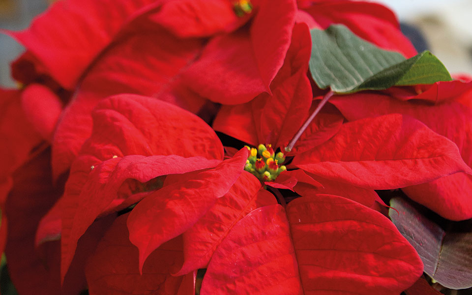 το-φυτό-των-χριστουγέννων-561639652