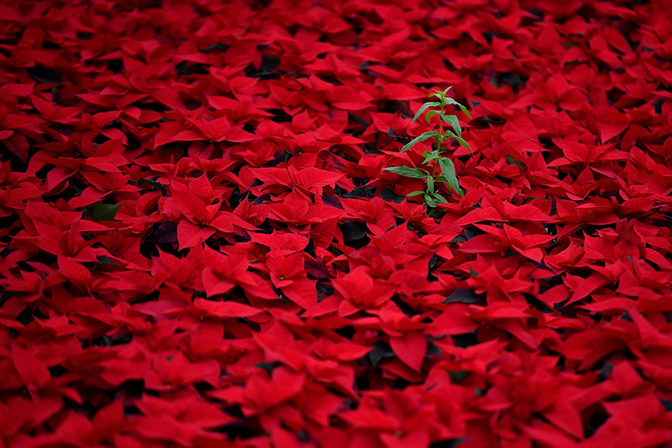 Πράσινη παραφωνία