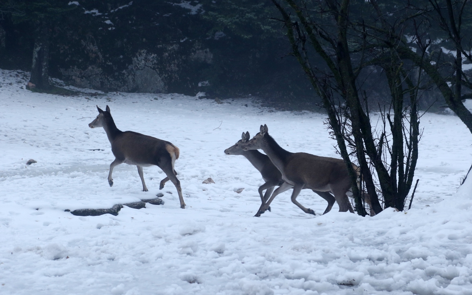 χιόνια-στην-πάρνηθα-μαγικές-εικόνες-μ-561633352