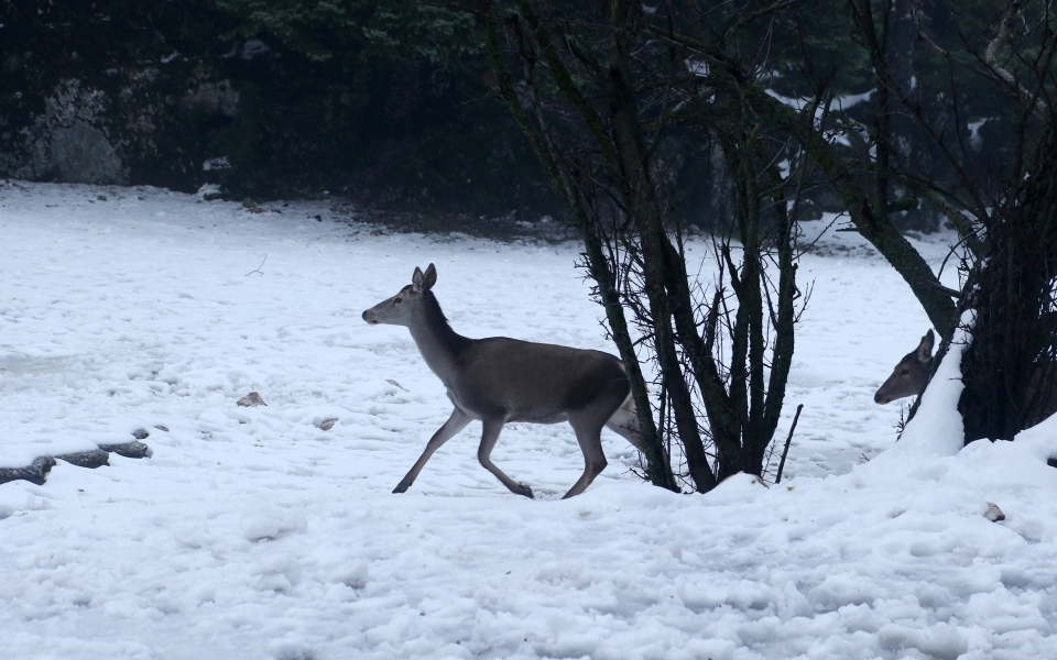 Χιόνια στην Πάρνηθα: Μαγικές εικόνες με τα ελάφια στο λευκό τοπίο-3