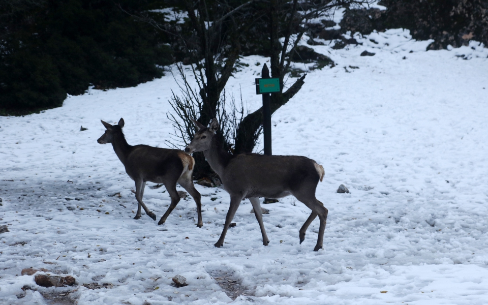 Χιόνια στην Πάρνηθα: Μαγικές εικόνες με τα ελάφια στο λευκό τοπίο-2